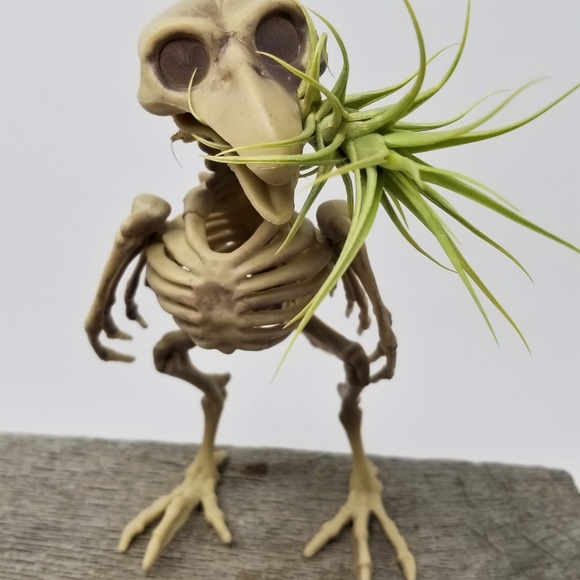 Home Grown Air Plant in a Skeleton Bird Super Cool - Picture 6 of 8
